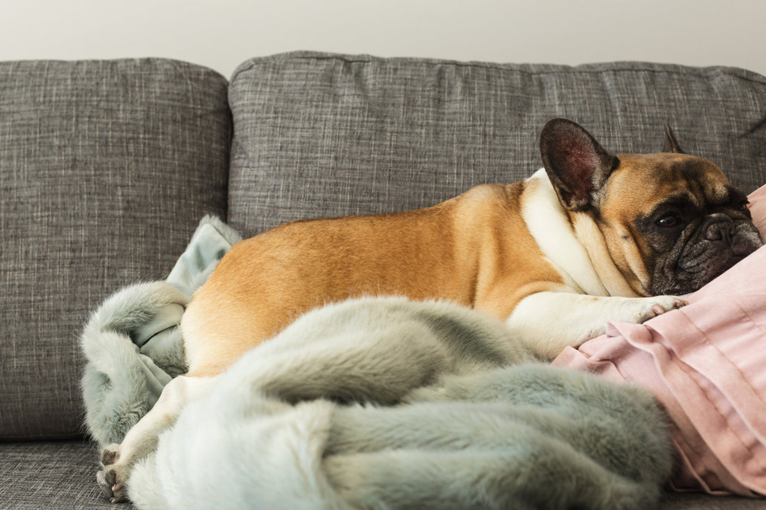 dog sleeping on sofa