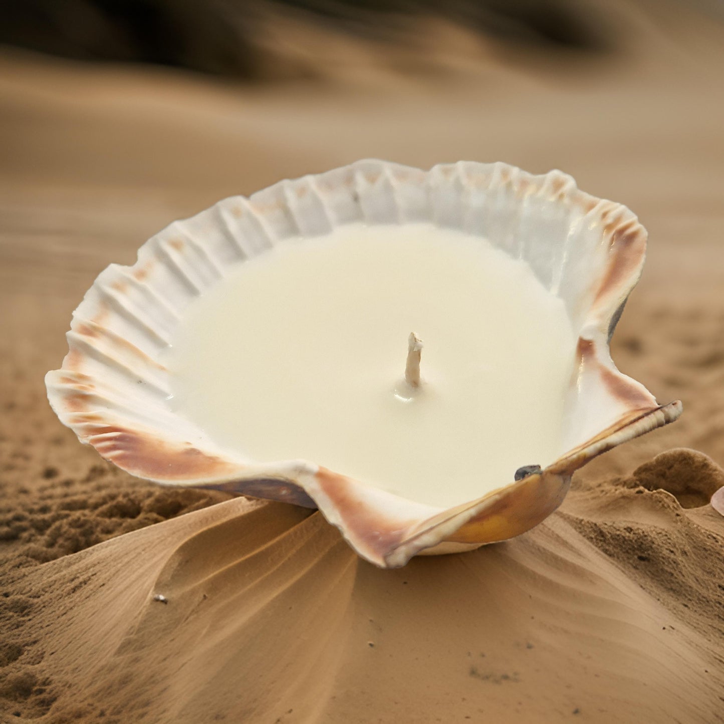 scallop shell candle